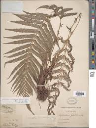 Image result for Pseudocyclosorus