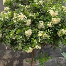Image result for Gaertnera paniculata