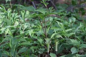 Image result for Arisaema mildbraedii