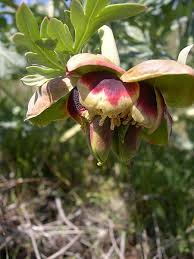 Image result for Swertia brownii