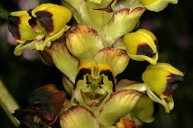 Image result for Corycium