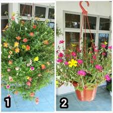 Cara cara penjagaan bunga rose biasa dan bunga rose jepun mp3 duration 6:52 size 15.72 mb. Taman Bunga Rose Jepun Ideku Unik