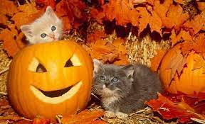 Two Kittens And Halloween Pumpkins Desktop Nexus Wallpapers Kitten Wallpaper Kittens Cutest Pet Holiday
