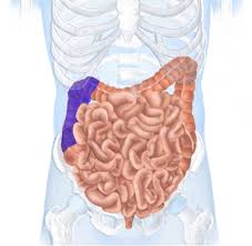 Ascending, transverse, descending and sigmoid colon. Topographische Anatomie