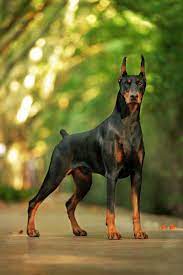 dog doggie puppy dog dogs pet pets cute doggie womenclothing woman women fashion dogfashion dobe kopek turleri evcil hayvanlar doberman pinscher