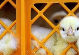 قیمت جوجه 30 هزار تومان کاهش یافت
