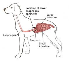 We did not find results for: Gastroesophageal Reflux Disease Gerd In Non Brachycephalic Dogs Vca Animal Hospital