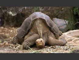 The Pinta Island Tortoise A Subspecies Of The Galapagos Tortoise Most Recent Large Animal To Be Declared E Giant Tortoise Extinct Animals Galapagos Tortoise
