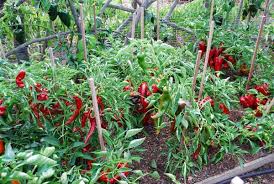 Others are in their own pot. Growing Peppers How To Grow Peppers Growing Bell Peppers