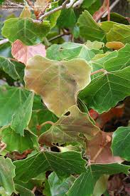 Image result for Rhoicissus tomentosa