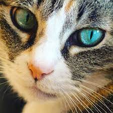 まるで宝石みたい】ネコたちの “美しすぎる目” に、心奪われる写真集（10枚） | PECO（ペコ）