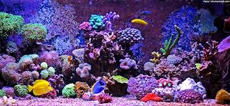 We did not find results for: Aquarium Safe Epoxy Learn How To Use Resin For Your Aquarium