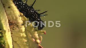 Check spelling or type a new query. Black And Spiky Caterpillar Of The Commo Stock Video Pond5