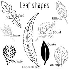 Large leaved lime tilia platyphyllos. Identifying The Leaves Of Trees Native To Northwest Iowa Dickinson County Conservation Board