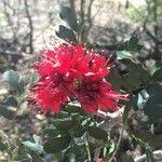 Image result for Schotia capitata
