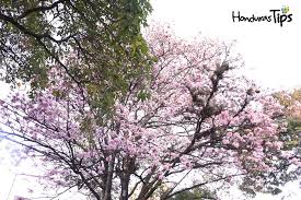 Uno De Los Encantos Naturales Que Podemos Tener Los Hondurenos En El Tiempo De Verano Son Los Macuelizo Arbol Flores De Color Rosa Flores De Colores Verano