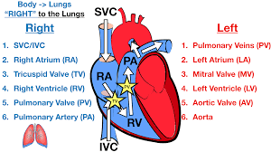 Check spelling or type a new query. Heart Blood Flow Simple Anatomy Diagram Cardiac Circulation Pathway Steps Ezmed