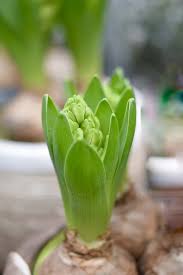 Gambar flora lahan basah eceng gondok eichhornia crassipes. Bunga Eceng Gondok Daun Foto Gratis Di Pixabay