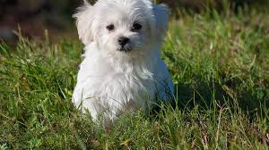 Maltese dog haircuts styles pictures. Puppy Cut Maltese Edition 5 Best Hairstyles For The Maltese