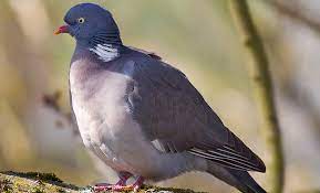 All About Wild Scottish Wood Pigeon D Artagnan