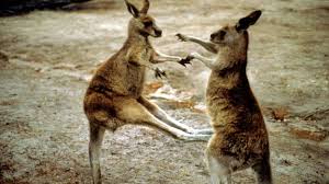 The eastern grey kangaroo has a white face, while the western grey kangaroo's face has a darker complexion. Bbc Earth Kangaroos In Boxing Match