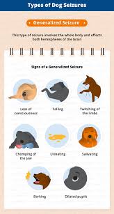 People who may be at risk for having a seizure may have no warning. Types Of Seizures In Dogs Canna Pet
