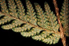 Image result for Ctenitis