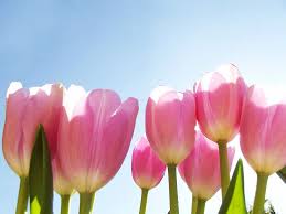 Maybe you would like to learn more about one of these? Hd Wallpaper Pink Tulip Flowers With Blue Sky As Background Spring Nature Wallpaper Flare