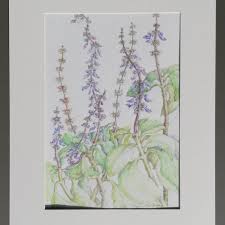 Image result for x Ruttyruspolia 'Phyllis van Heerden'