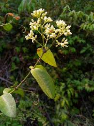 Image result for Strychnos lucens