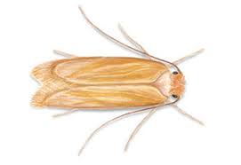 Claim your listing | testimonials. Clothes Moth Identification Habits Behavior Batzner Pest Control In Wi