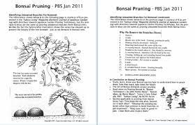 Use a sterilized sharp knife or pruning shears for this. A Guide For Beginners On How And What To Prune Bonsai