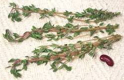 What is the equivalent of 1 sprig of fresh thyme?