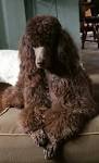 Raven Rock Standard Poodles