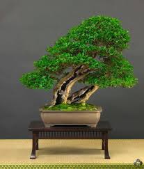 Whole life have a balance. 900 Mr Miyagi S Hobby Ideas In 2021 Bonsai Tree Bonsai Art Bonsai Garden