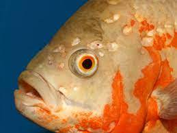 Hole In The Head Fish Disease Tropical Fish Site