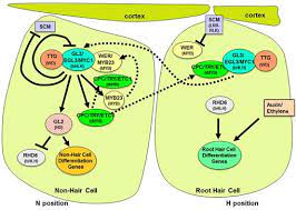 Root hair growth is regulated by the plant hormone auxin and dependent on localized synthesis, secretion, and modification of the root hair tip cell wall. Root Hairs