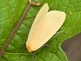 Image result for Terminalia trichopoda