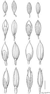 Image result for Digitaria pseudodiagonalis