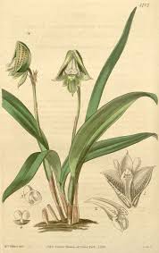 Image result for Polystachya kermesina