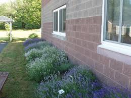 Plant your lavender with the top of the root ball even with the soil line. How To Grow Great Lavender Rome Daily Sentinel