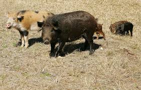 Maybe you would like to learn more about one of these? Are There Wild Hogs In Pennsylvania Like Those That Killed A Texas Woman Pennlive Com