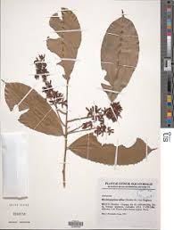 Image result for Rhabdophyllum