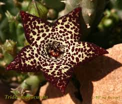 Image result for Tridentea marientalensis