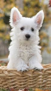 Cute Dogs Hd Wallpapers For Galaxy S7 Wallpapers Pictures Check out this fantastic collection of cute dog wallpapers, with 66 cute dog background images for your desktop, phone or tablet. cute dogs hd wallpapers for galaxy s7