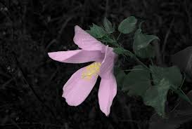 Image result for Orchid 1999 Truck