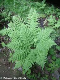 Image result for Dryopteris kilemensis