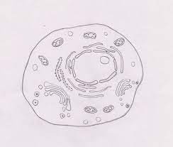 Therefore it was decided to only have a few copies of each structure populating the cell. 2 3 Eukaryotic Cell Biology4ibdp