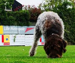 Wirehaired pointing griffon puppy dog 2020 2021 monthly weekly planner. Wirehaired Pointing Griffon Characteristics And Character