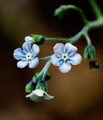 Image result for Cynoglossum coeruleum